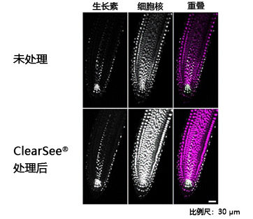 ClearSee®                              植物科学新技术 植物透明化试剂