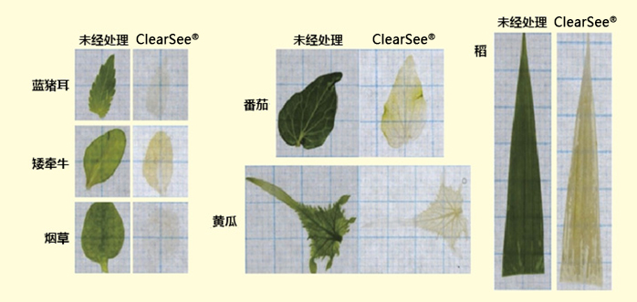 ClearSee®                              植物科学新技术 植物透明化试剂