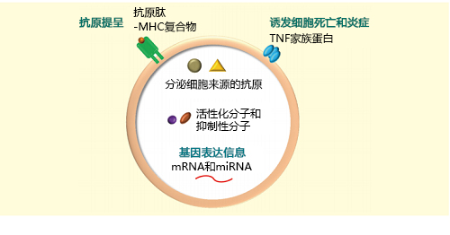【综述】外泌体在免疫系统中的作用