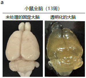 第一回 透明化技术Scale 的介绍和应用