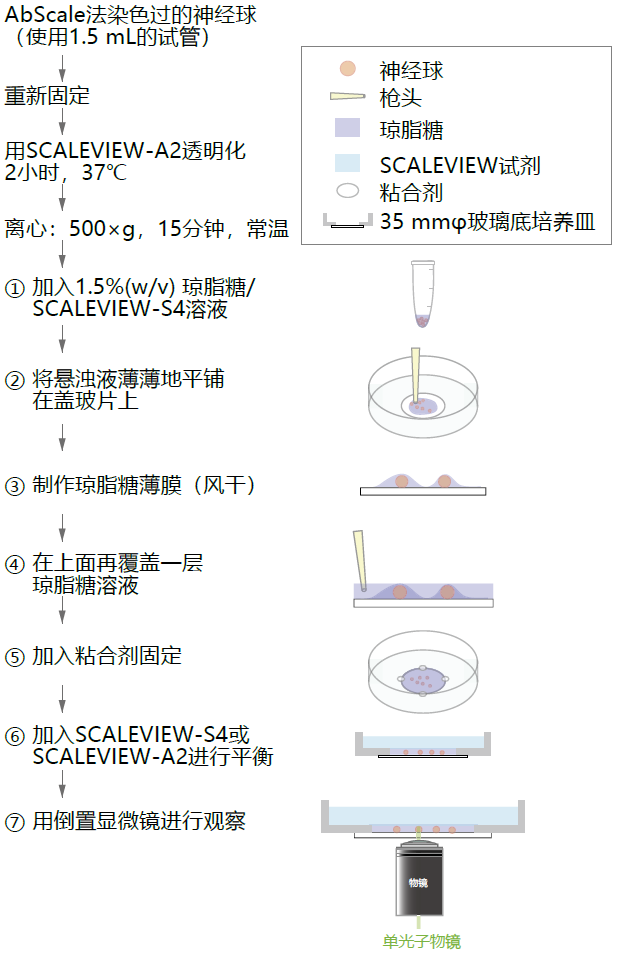 第一回 透明化技术Scale 的介绍和应用