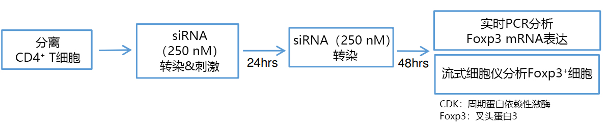 向小鼠T细胞中导入siRNA