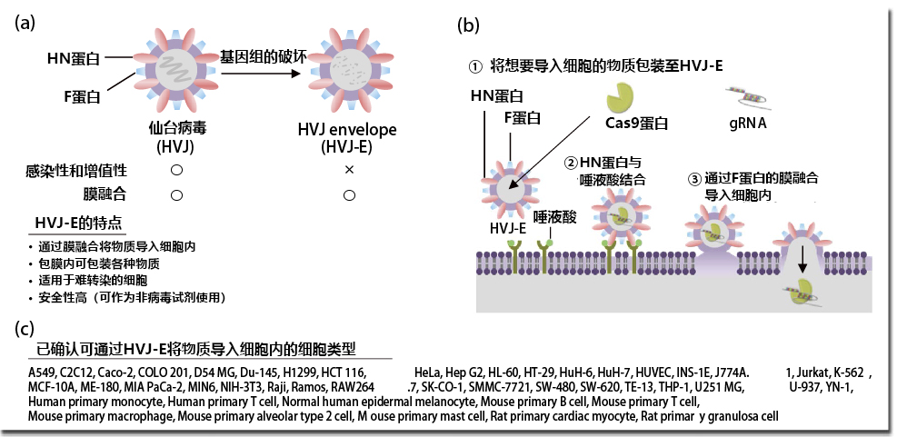 第2回 Cas9蛋白与gRNA的转染试剂GenomONE®-GE