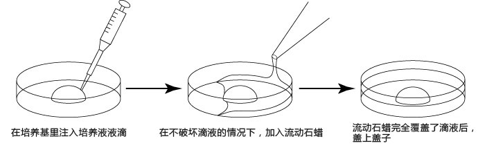 小鼠生殖工程学技术——6体外受精