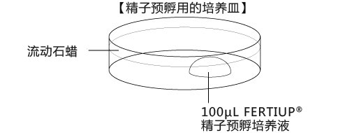 小鼠生殖工程学技术——6体外受精