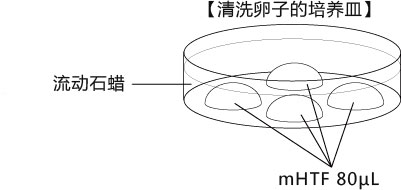 小鼠生殖工程学技术——6体外受精