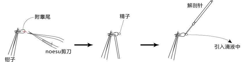 小鼠生殖工程学技术——6体外受精