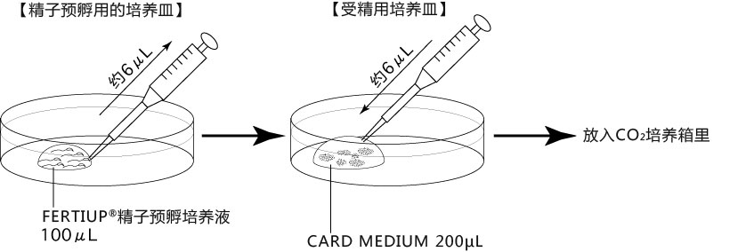 小鼠生殖工程学技术——6体外受精