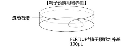 小鼠生殖工程学技术——4取出低温运输的小鼠附睾尾部