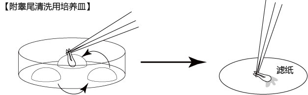 小鼠生殖工程学技术——4取出低温运输的小鼠附睾尾部
