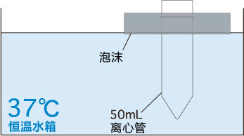 小鼠生殖工程学技术——9CARD以外的方法冻存的精子进行体外受精