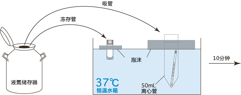 小鼠生殖工程学技术——9CARD以外的方法冻存的精子进行体外受精