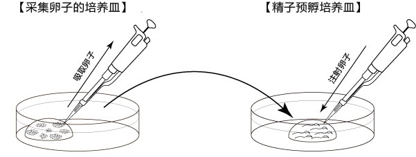 小鼠生殖工程学技术——9CARD以外的方法冻存的精子进行体外受精