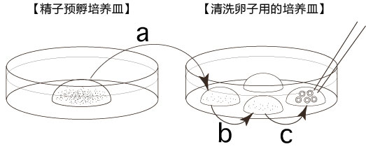 小鼠生殖工程学技术——9CARD以外的方法冻存的精子进行体外受精