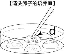 小鼠生殖工程学技术——9CARD以外的方法冻存的精子进行体外受精