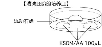 小鼠生殖工程学技术——10复苏玻璃化冷冻后的胚胎的步骤