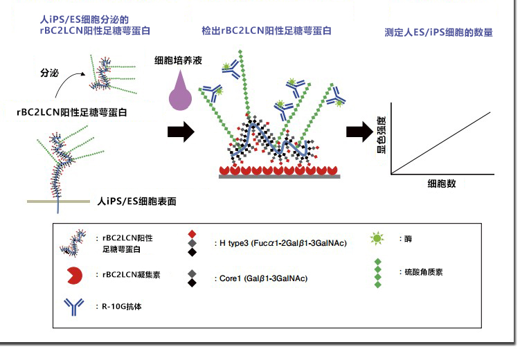 无损监测具有致瘤性人ES/iPS细胞的技术