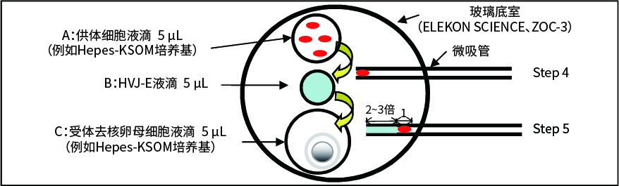 使用细胞融合试剂 GenomONE™-CF进行核移植的方法