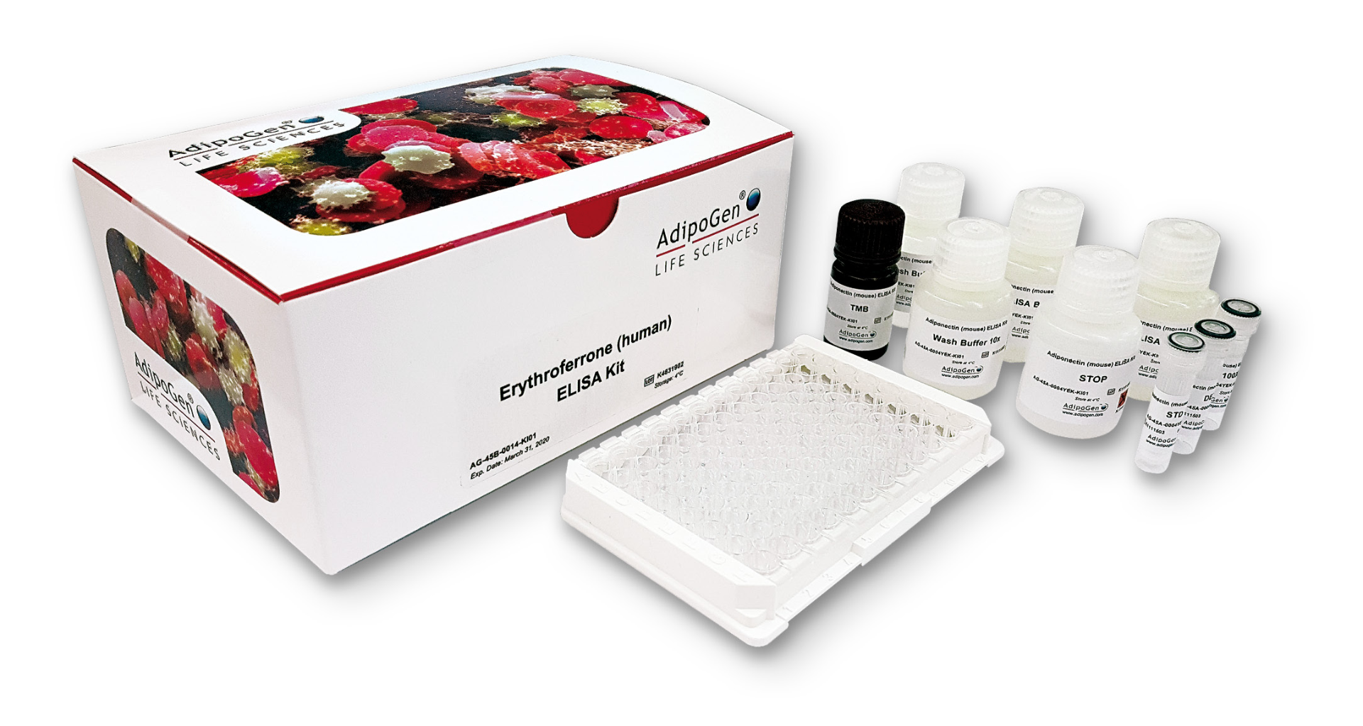Erythroferrone（人）ELISA试剂盒                              市面上为数不多的特异性＆灵敏检测