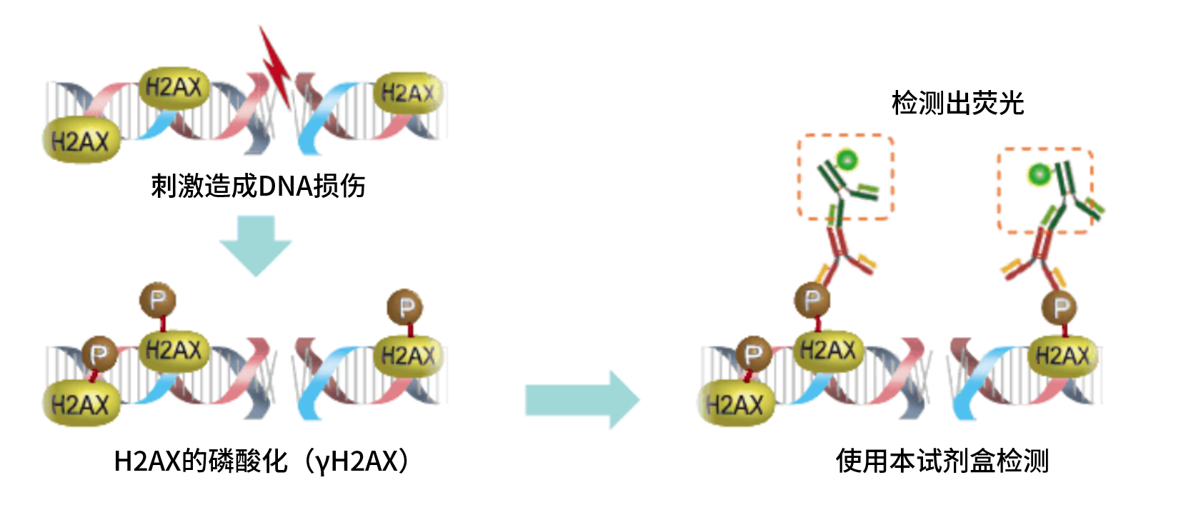 DNA Damage Detection Kit &#8211; γH2AX　- Deep Red货号：G267