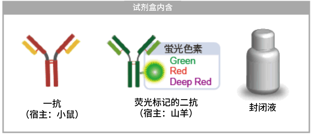 DNA Damage Detection Kit &#8211; γH2AX　- Deep Red货号：G267