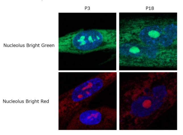 Nucleolus Bright Green试剂货号：N511