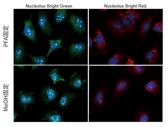 Nucleolus Bright Red试剂货号：N512