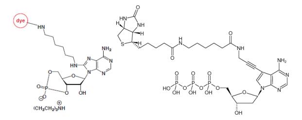 Jena Bioscience标记核苷酸的应用