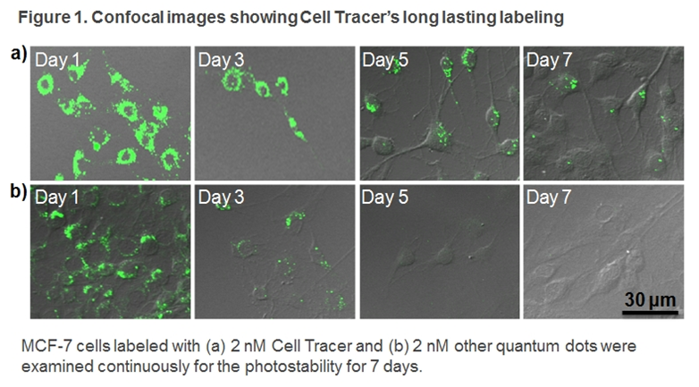 101 Bio最新细胞示踪标记物Long-term Cell Tracer
