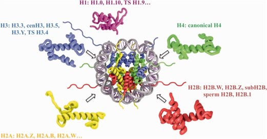 博百欧天然组蛋白抗原系列，让AHAs检测更准确
