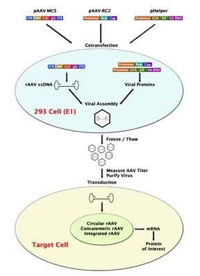 cell biolabs腺相关病毒（AAV）载体