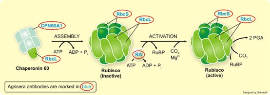 Agrisera专业RUBISCO/Carbon metabolism抗体