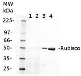 Agrisera专业RUBISCO/Carbon metabolism抗体