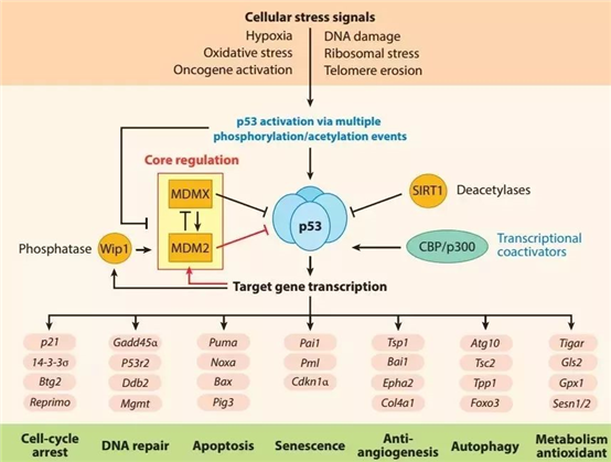 高质量的p53抗体，有助于推进癌症研究