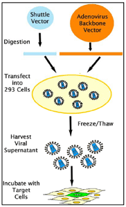 RAPAd®腺病毒表达系统——Cell BioLabs重组腺病毒载体