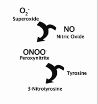 蛋白质氧化硝基化Nitrotyrosine分析——蛋白氧化损伤检测