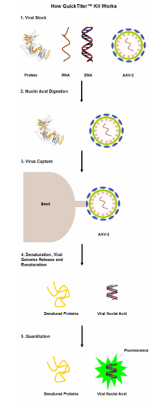 腺相关病毒定量——Cell Biolabs的AAV滴度滴定及定量试剂盒