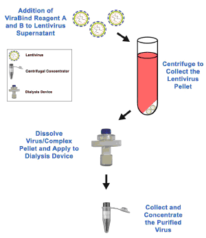 慢病毒纯化&#038;浓缩——Cell Biolabs慢病毒浓缩纯化试剂盒