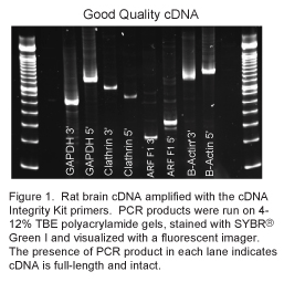 cDNA完整性试剂盒-cDNA完整性分析