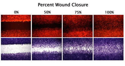 细胞伤口愈合试验—CytoSelect™ Wound Healing Assay