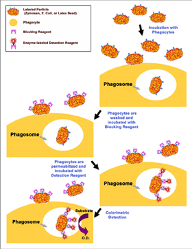 酵母聚糖细胞吞噬试验—CytoSelect™ Zymosan Phagocytosis Assay