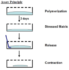 细胞收缩检测试剂盒—Cell Contraction Assay (Collagen-based)