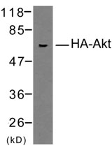 HA抗体-抗HA标签抗体