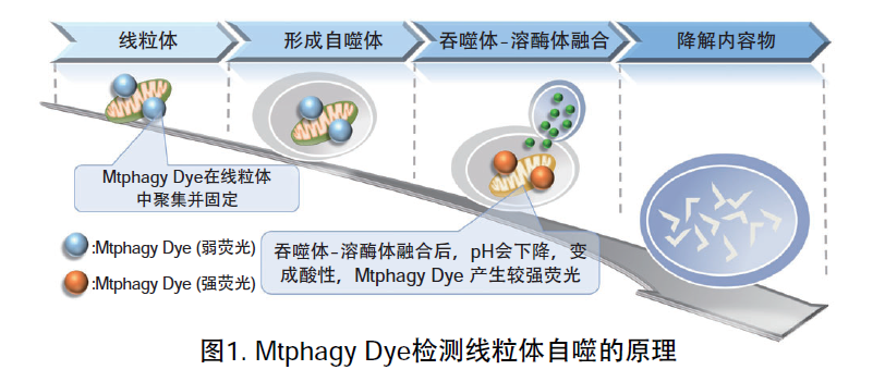 线粒体自噬—Mitophagy Detection Kit货号：MD01