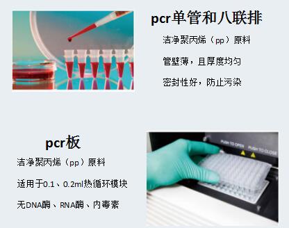 8联管厂家-BUNSEN0.2ml带盖PCR八联管BS-PCR-082-C