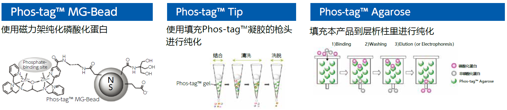 磷酸化蛋白分析用——Phos-tag™ 系列产品