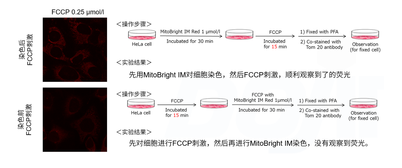 MitoBright IM Red for Immunostaining试剂,MT15,Dojindo同仁化学