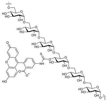FITC-Dextran 10 (FD10) FITC标记葡聚糖（10 kDa）
