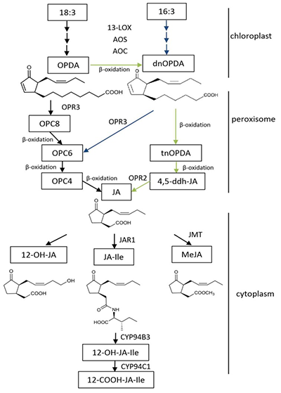 (±)-Jasmonic Acid-Isoleucine茉莉酸-异亮氨酸