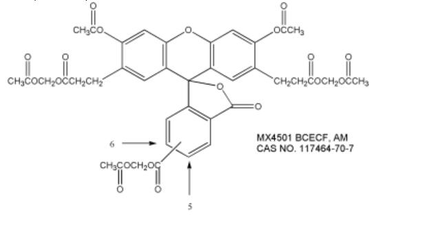 BCECF AM, Cell Permeant pH荧光探针